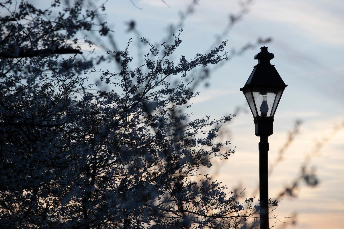 街灯旁的樱花树